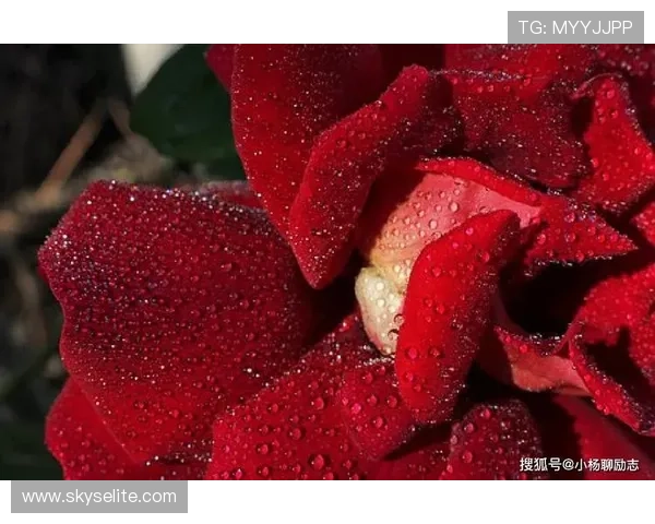 尊龙时凯 人生就是拼：激励年轻玩家坚持梦想的成功经验与人生感悟